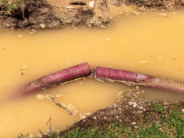 Best Mold removal after water damage  in Monte Alto, TX
